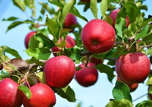 Apple garden in Jammu and Kashmir