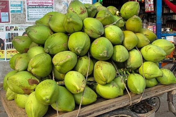 Coconut in Gujarat