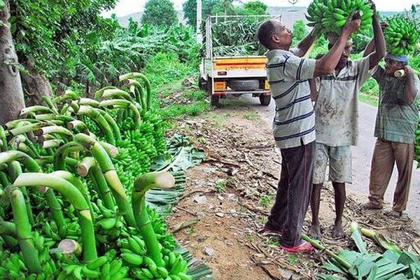 Banana Production in Andhra Pradesh