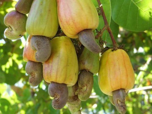 Raw Cashew Nut in Kerala