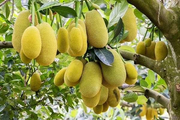 Jackfruit Producing States in India