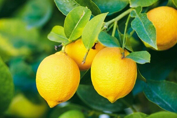 Lemon Producing States in India