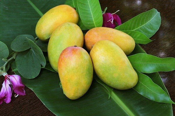 Mango Producing States in India