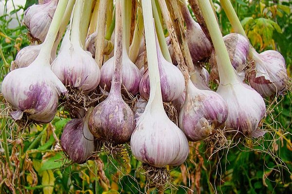 Garlic Producing States in India