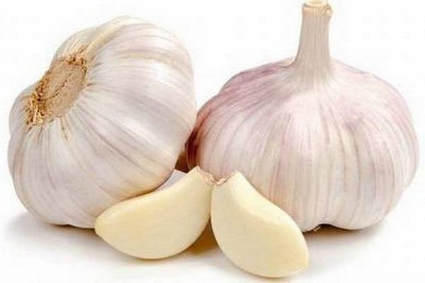 Garlic Producing