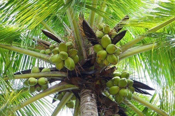 Coconut Varieties in Andhra Pradesh