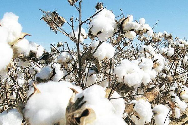 Cotton Production in Gujarat