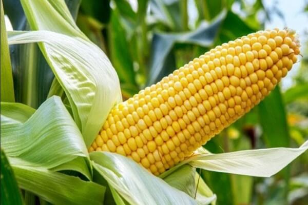 Maize Producing States