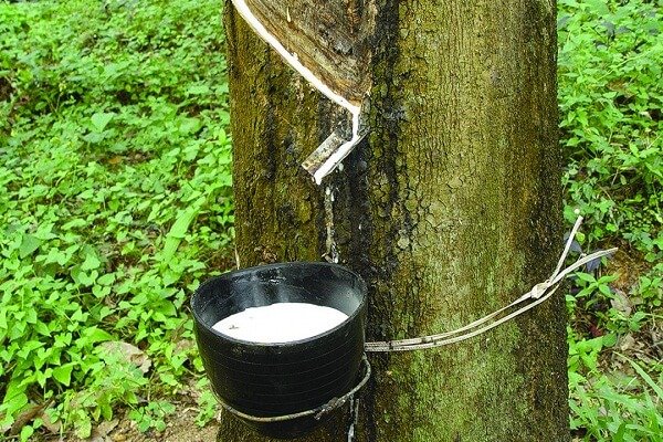 Rubber Producing States in India